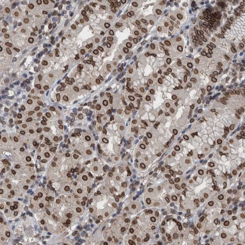 Anti-RANBP2 Antibody