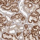Anti-PDE7B Antibody