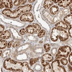 Anti-PDE7B Antibody