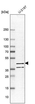 Anti-PDE7B Antibody
