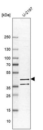 Western blot analysis in human cell line U-2197.