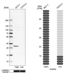 Western blot analysis in human cell line MCF-7 and human cell line CACO-2.