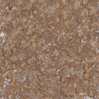 Immunohistochemical staining of human pancreas shows strong cytoplasmic positivity in exocrine glandular cells.