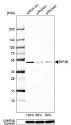Anti-EIF3E Antibody