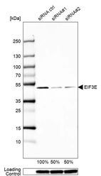Western blot analysis in A-431 cells transfected with control siRNA, target specific siRNA probe #1 and #2, using Anti-EIF3E antibody. Remaining relative intensity is presented. Loading control: Anti-GAPDH.