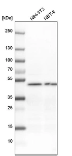 Western blot analysis in mouse cell line NIH-3T3 and rat cell line NBT-II.