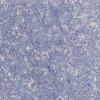 Anti-PROS1 Antibody