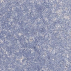 Immunohistochemical staining of human lymph node shows no positivity in non-germinal center cells as expected.