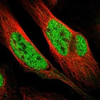 Immunofluorescent staining of human cell line U-2 OS shows localization to nucleoplasm.