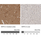 Anti-WIPF2 Antibody