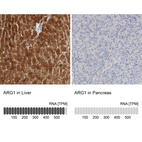 Anti-ARG1 Antibody