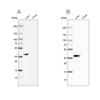 Anti-ARG1 Antibody