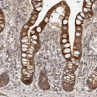 Immunohistochemical staining of human small intestine shows moderate to strong cytoplasmic positivity in glandular cells.