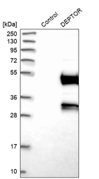 Western blot analysis in control (vector only transfected HEK293T lysate) and DEPTOR over-expression lysate (Co-expressed with a C-terminal myc-DDK tag (~3.1 kDa) in mammalian HEK293T cells, LY402946).