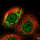 Immunofluorescent staining of human cell line MCF7 shows localization to nucleoplasm, mitochondria & cell junctions.