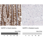 Anti-NAPRT Antibody