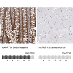 Anti-NAPRT Antibody