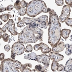 Immunohistochemical staining of human placenta shows moderate cytoplasmic positivity in trophoblastic cells.