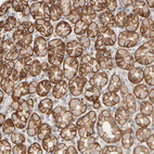 Anti-GOPC Antibody