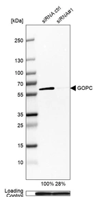 Western blot analysis in U-251MG cells transfected with control siRNA, target specific siRNA probe #1, using Anti-GOPC antibody. Remaining relative intensity is presented. Loading control: Anti-GAPDH.