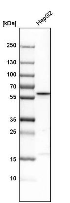 Western blot analysis in human cell line HepG2.