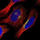 Immunofluorescent staining of human cell line U-2 OS shows localization to the Golgi apparatus.