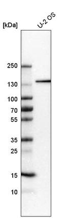 Western blot analysis in human cell line U-2 OS.