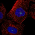 Immunofluorescent staining of human cell line A-431 shows localization to microtubule organizing center.