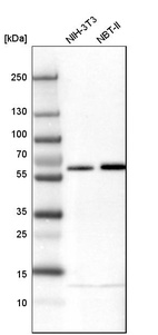 Anti-ZC3HC1 Antibody