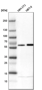 Western blot analysis in mouse cell line NIH-3T3 and rat cell line NBT-II.