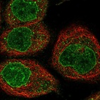 Immunofluorescent staining of human cell line A-431 shows localization to nucleus & nuclear membrane.