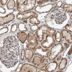 Immunohistochemical staining of human kidney shows moderate granular cytoplasmic positivity in cells in tubules.