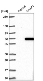 Western blot analysis in control (vector only transfected HEK293T lysate) and CAAP1 over-expression lysate (Co-expressed with a C-terminal myc-DDK tag (~3.1 kDa) in mammalian HEK293T cells, LY410946).