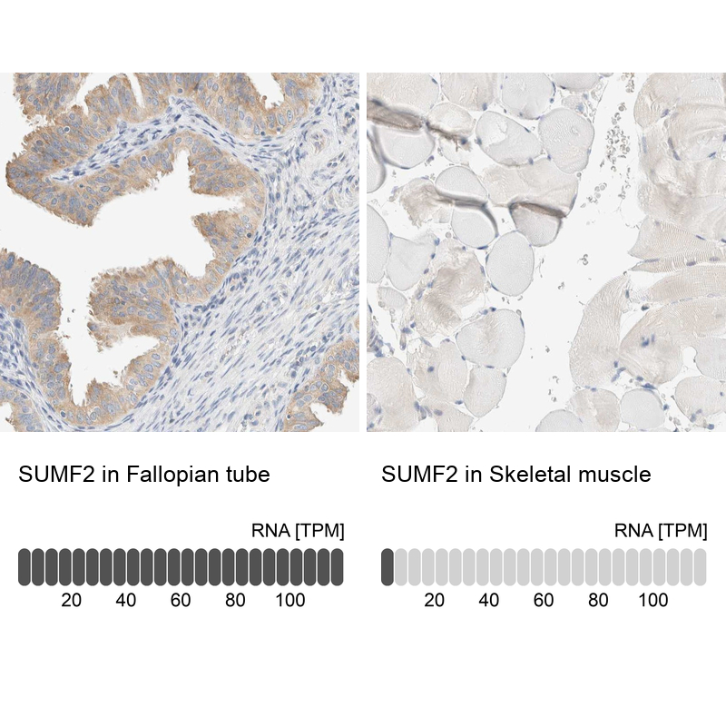 Anti-SUMF2 Antibody