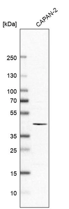 Western blot analysis in human cell line CAPAN-2.