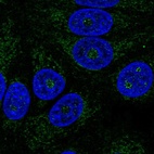 Immunofluorescent staining of human cell line MCF7 shows localization to nucleoli fibrillar center & mitochondria.