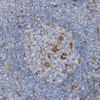 Immunohistochemical staining of human lymph node shows moderate cytoplasmic positivity in germinal center cells.