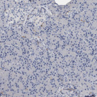 Immunohistochemical staining of human pancreas shows no positivity in exocrine glandular cells as expected.