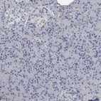 Immunohistochemical staining of human pancreas shows no positivity in exocrine glandular cells as expected.
