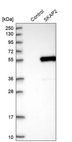 Western blot analysis in control (vector only transfected HEK293T lysate) and SKAP2 over-expression lysate (Co-expressed with a C-terminal myc-DDK tag (~3.1 kDa) in mammalian HEK293T cells, LY401289).