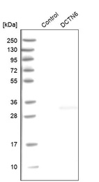 Western blot analysis in control (vector only transfected HEK293T lysate) and DCTN6 over-expression lysate (Co-expressed with a C-terminal myc-DDK tag (~3.1 kDa) in mammalian HEK293T cells, LY401967).