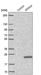 Western blot analysis in control (vector only transfected HEK293T lysate) and PFDN4 over-expression lysate (Co-expressed with a C-terminal myc-DDK tag (~3.1 kDa) in mammalian HEK293T cells, LY419198).