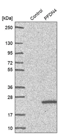 Western blot analysis in control (vector only transfected HEK293T lysate) and PFDN4 over-expression lysate (Co-expressed with a C-terminal myc-DDK tag (~3.1 kDa) in mammalian HEK293T cells, LY419198).