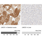 Anti-LMCD1 Antibody