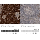 Anti-CREB3L1 Antibody