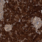 Immunohistochemical staining of human pancreas shows high expression.