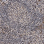 Immunohistochemical staining of human lymph node shows low expression as expected.