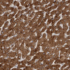 Anti-SIGMAR1 Antibody
