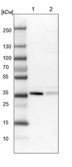 Lane 1: NIH-3T3 cell lysate (Mouse embryonic fibroblast cells)_br/_Lane 2: NBT-II cell lysate (Rat Wistar bladder tumour cells)