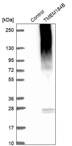 Western blot analysis in control (vector only transfected HEK293T lysate) and TMEM184B over-expression lysate (Co-expressed with a C-terminal myc-DDK tag (~3.1 kDa) in mammalian HEK293T cells, LY402182).